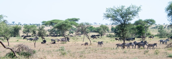 Migration Herds D09 Serengeti C-N Nyikani 231014 094019_