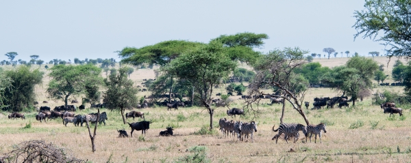 Migration Herds D09 Serengeti C-N Nyikani 231014 094215_