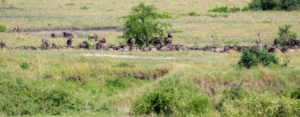 Migration, waiting to cross D10 Serengeti N Nyikani 231015 091409_