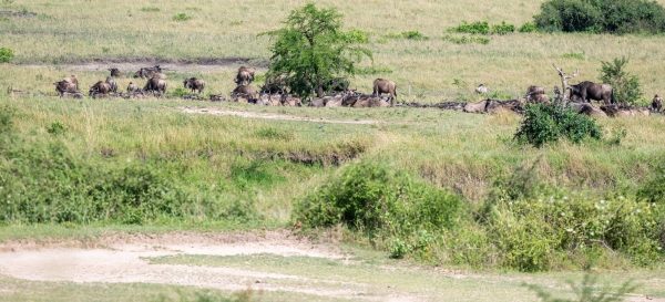 Migration, waiting to cross D10 Serengeti N Nyikani 231015 092541_