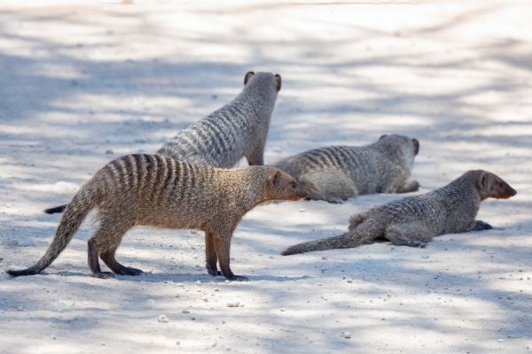 Mongoose, Banded D03 Tarangire NP 2023-10-08 74_