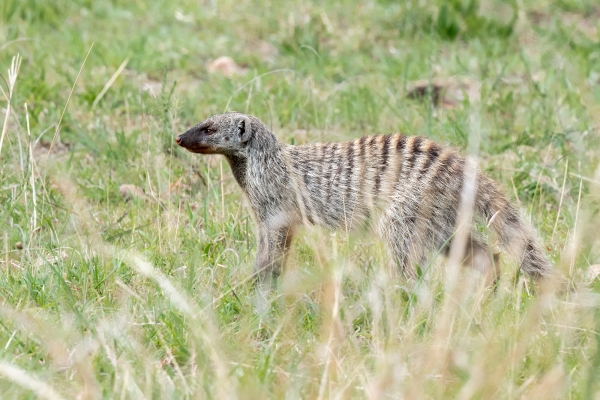 Mongoose, Banded D09 Serengeti C-N Nyikani 231014 155534_