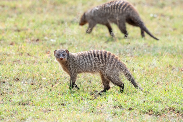 Mongoose, Banded D11 Serengeti N Nyikani 231016 091058_