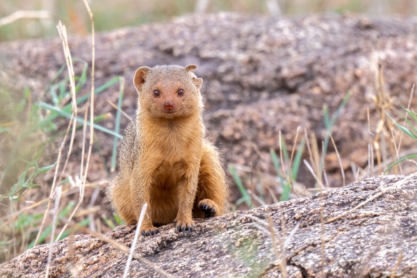 Mongoose, Common Dwarf D07 Serengeti C Nyumbani 231012 135316 _01