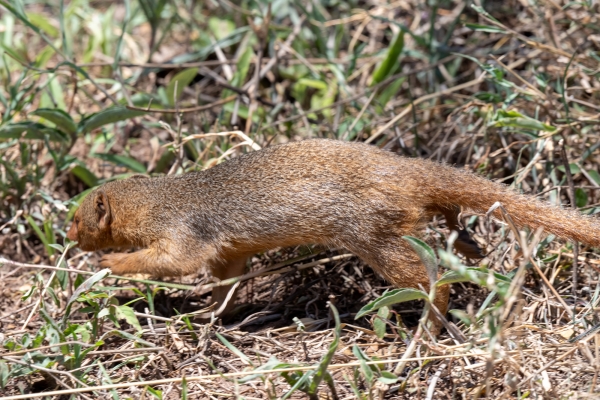 Mongoose, Common Dwarf D08 Serengeti C Nyumbani 231013 112238_