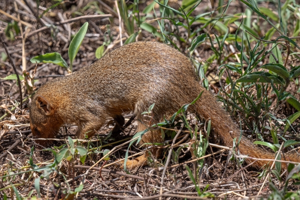 Mongoose, Common Dwarf D08 Serengeti C Nyumbani 231013 112241 _01