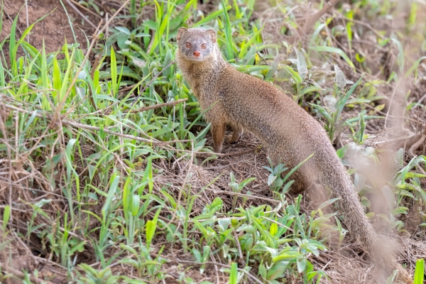 Mongoose, Common Dwarf D08 Serengeti C Nyumbani 231013 142440_