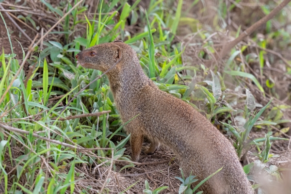 Mongoose, Common Dwarf D08 Serengeti C Nyumbani 231013 142444_