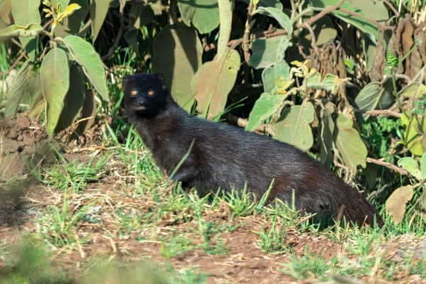 Mongoose, Slender D05 NgC 231010 074946_