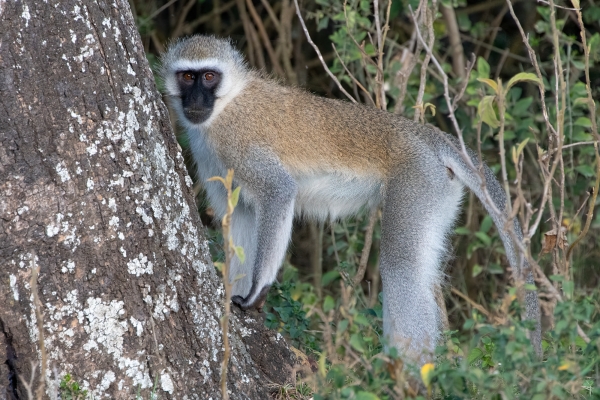 Monkey, Vervet D02 Maasai Original 2023-10-07 2067_