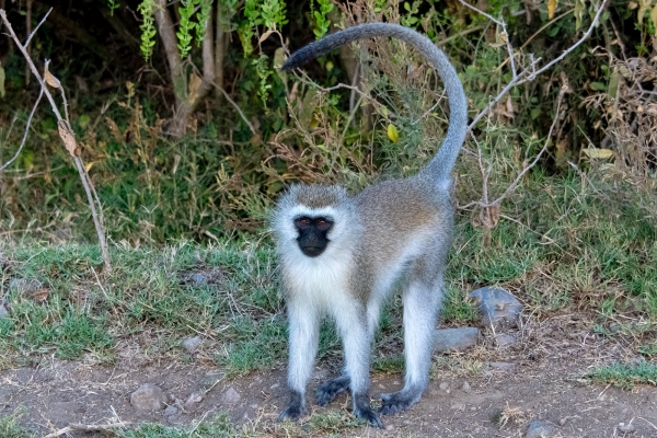 Monkey, Vervet D02 Maasai Original 2023-10-07 2074_