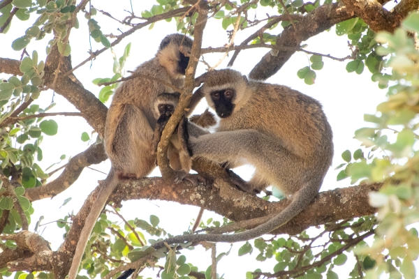 Monkey, Vervet D09 Serengeti C-N Nyikani 231014 101928 _02