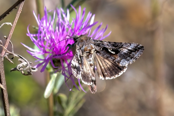 Moth #2 Day-06 Clearwater Waterfalls 2022-09-20 302