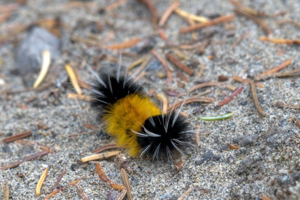 Moth, Tussock, Spotted (Cat) Day-09 Jasper IcefieldsPkwy 2022-09-23 149