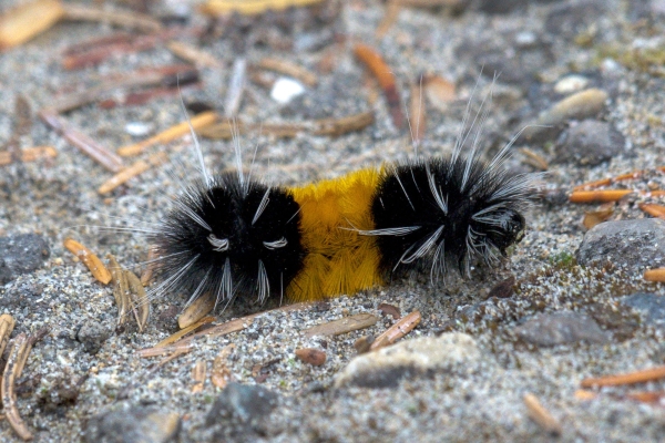 Moth, Tussock, Spotted (Cat) Day-09 Jasper IcefieldsPkwy 2022-09-23 152