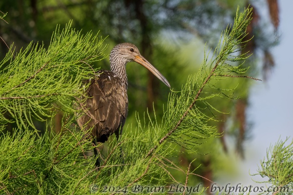 Munson lake Tlh 2025-05-02 - Limpkin (38)