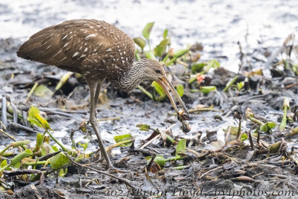 Munson lake Tlh 2025-05-02 - Limpkin (74)