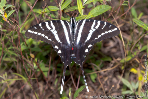 NABA FT Ellaville 2021-09-02 - Swallowtail, Zebra