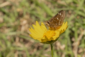 NABA_ApalacheNF_2015_03_28 - Skipper, Loammi (23)