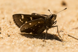 NABA_ApalacheNF_2015_03_28 - Skipper, Loammi (28)