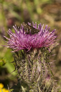 NABA_ApalacheNF_2015_03_28 - Skipper, Loammi (5)
