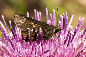 NABA_ApalacheNF_2015_03_28 - Skipper, Loammi (6)