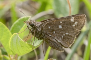 NABA_Hosford_SR379-2017_04_02 - Skipper, Loammi (3)-Fullsized-websized