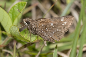 NABA_Hosford_SR379-2017_04_02 - Skipper, Loammi (4)-websized
