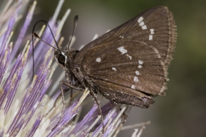 NABA_Hosford_SR379-2017_04_02 - Skipper, Loammi (7)-Fullsized-websized