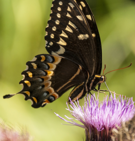 NANPA HickoryMnd_2015_04_08 - Swallowtail, Palamedes (1)