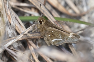 NC_NABA_Trip_2018_04_13 - Skipper, Crystal (13)-Fullsized-websized