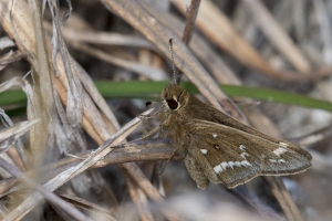 NC_NABA_Trip_2018_04_13 - Skipper, Crystal (19)-Fullsized-websized