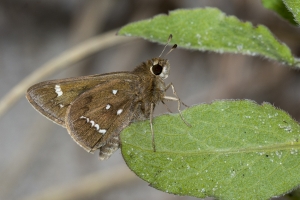 NC_NABA_Trip_2018_04_13 - Skipper, Crystal (24)-Fullsized-websized
