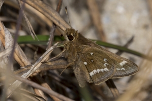 NC_NABA_Trip_2018_04_13 - Skipper, Crystal (33)-Fullsized-websized