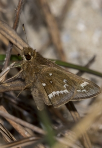 NC_NABA_Trip_2018_04_13 - Skipper, Crystal (33)-websized-websized