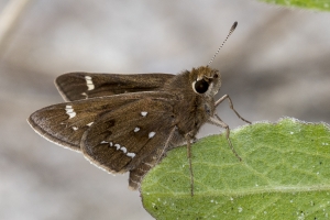 NC_NABA_Trip_2018_04_13 - Skipper, Crystal (5)-Fullsized-websized
