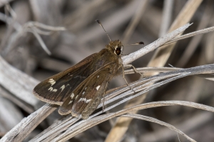 NC_NABA_Trip_2018_04_13 - Skipper, Crystal (7)-Fullsized-websized