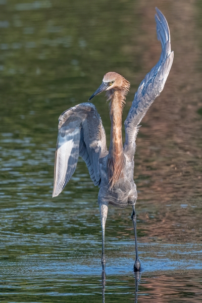 NWFN St Marks 2024-06-12 - Egret, Reddish (7)