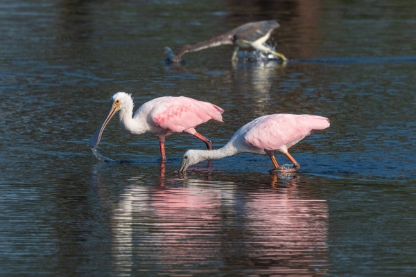 NWFN St Marks 2024-06-12 - Spoonbill. Roseate (2)