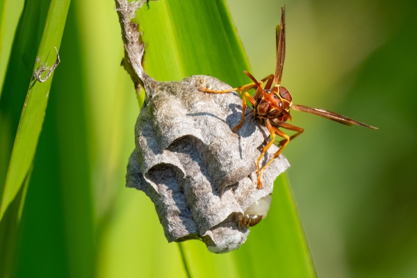 NWFN St Marks 2024-06-12 - Wasp, Paper (Polistes dorsalis).