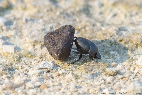 NWFN St Marks 2024-08-07 - Beetle, Dung