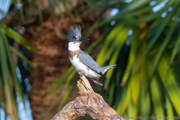 NWFN St Marks 2024-08-07 - Kingfisher, belted (1)