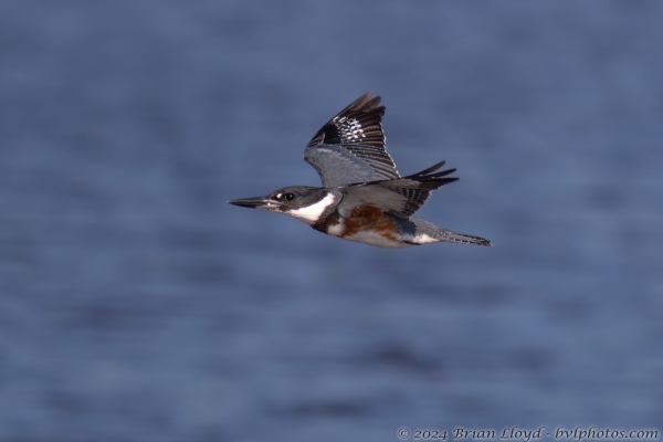 NWFN St Marks 2024-08-07 - Kingfisher, belted (5)