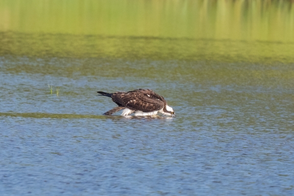 NWFN St Marks 2024-08-07 - Osprey (0)