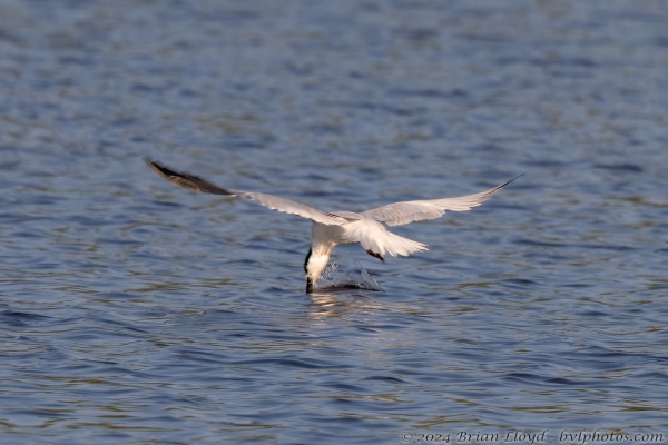 NWFN St Marks 2024-08-07 - Tern, Gull-billed fishing (1)