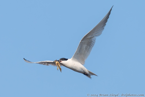 NWFN St Marks 2024-08-07 - Tern, Gull-billed fishing (6)