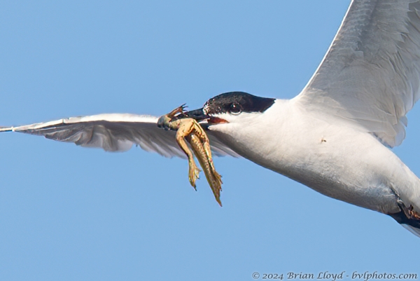 NWFN St Marks 2024-08-07 - Tern, Gull-billed fishing (7)