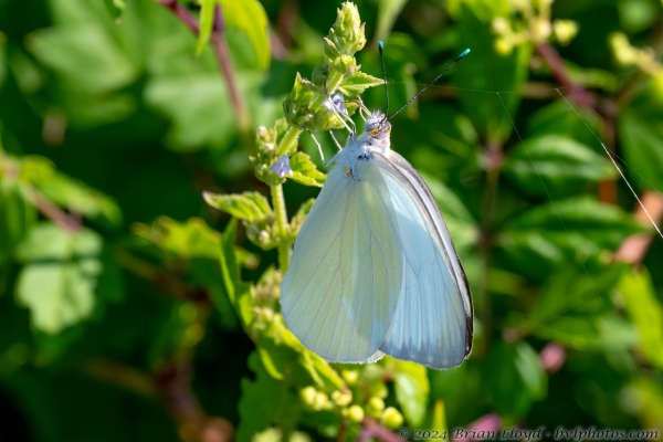 NWFN St Marks 2024-08-14 - White, Great Southern (123)