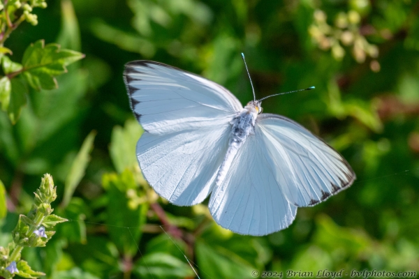 NWFN St Marks 2024-08-14 - White, Great Southern (130)