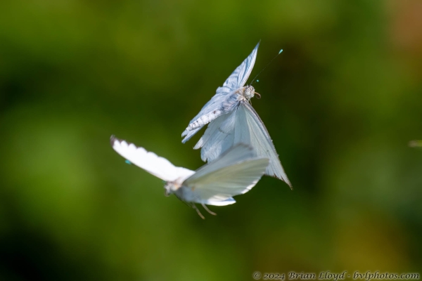 NWFN St Marks 2024-08-14 - White, Great Southern (190)